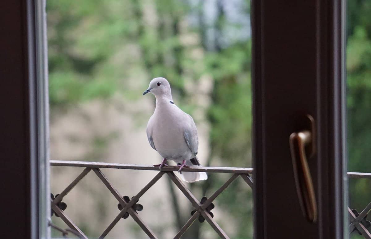 窓を飛ぶ鳥