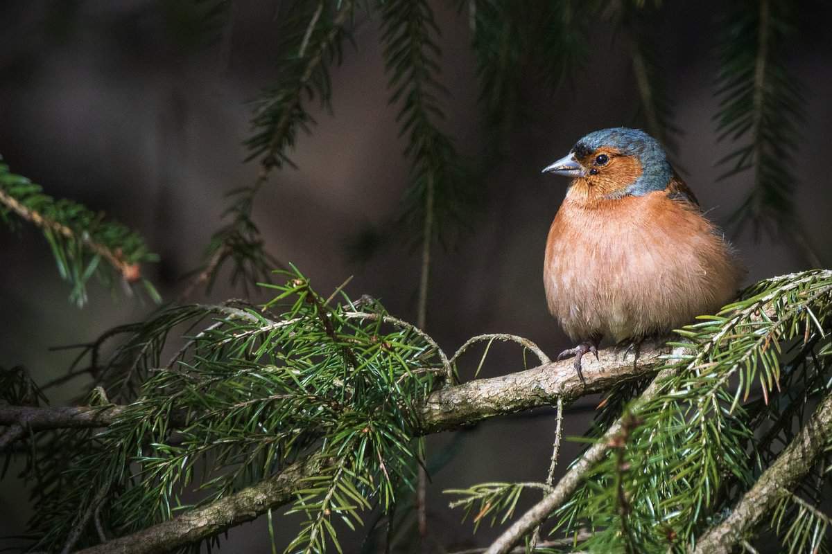 bird-on-branch