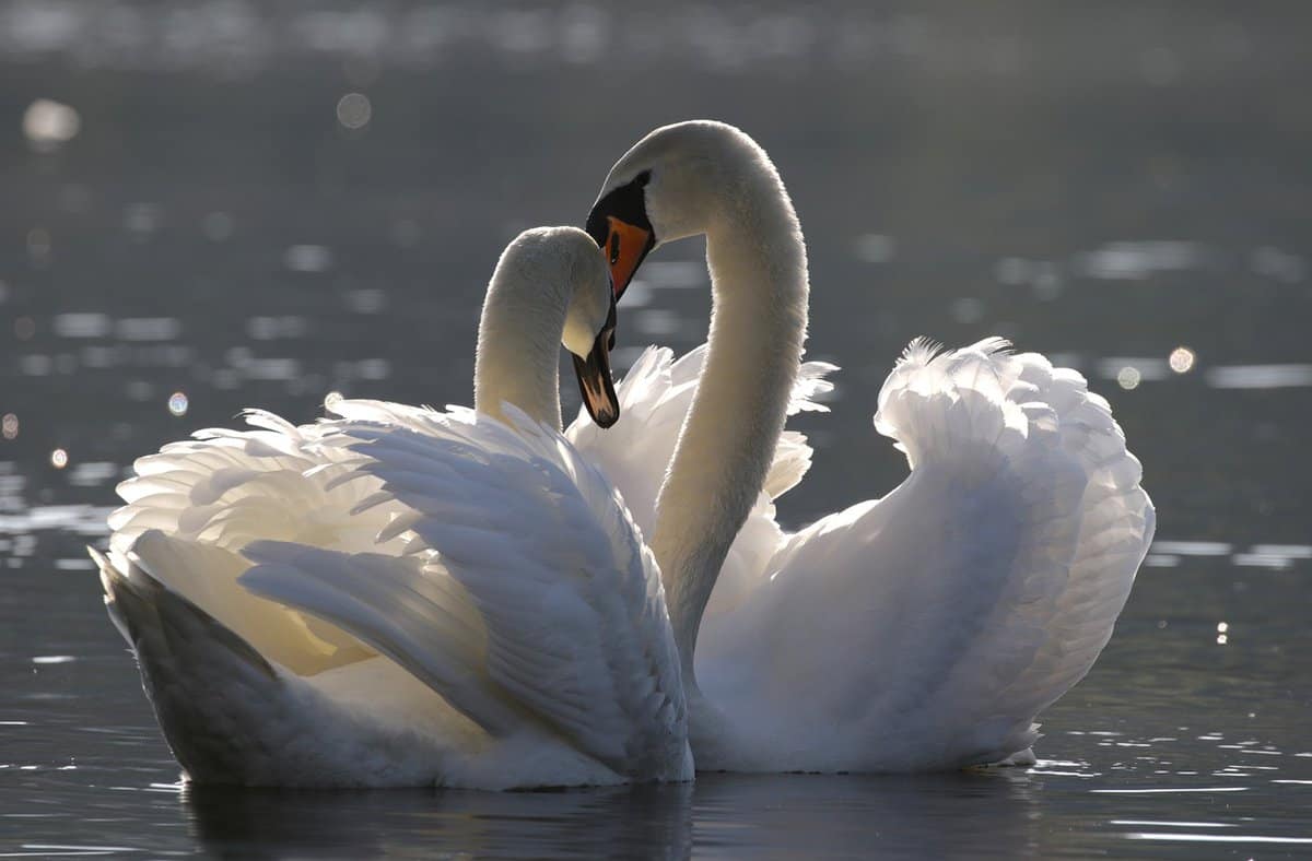 white-swans-swimming