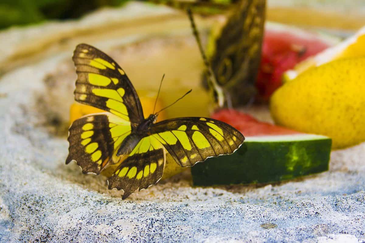 fruits-insects-nature