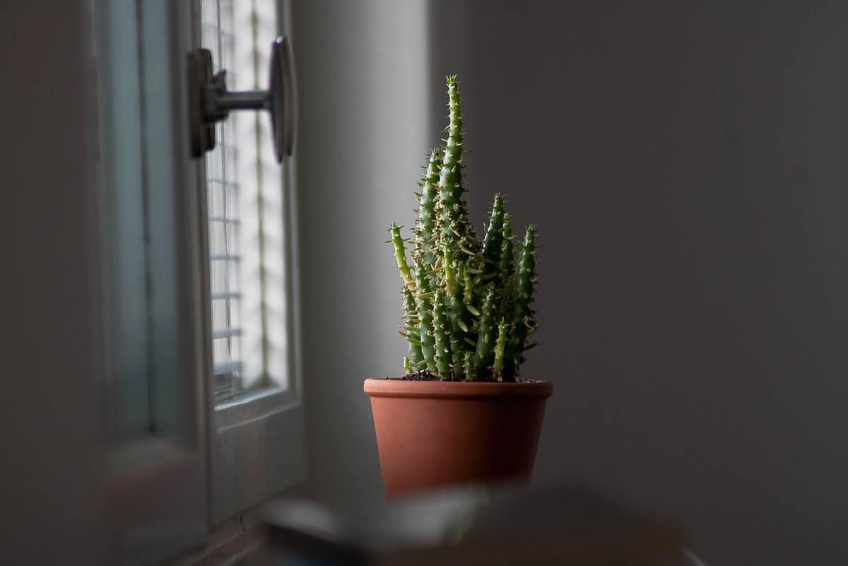 planta en jarrón