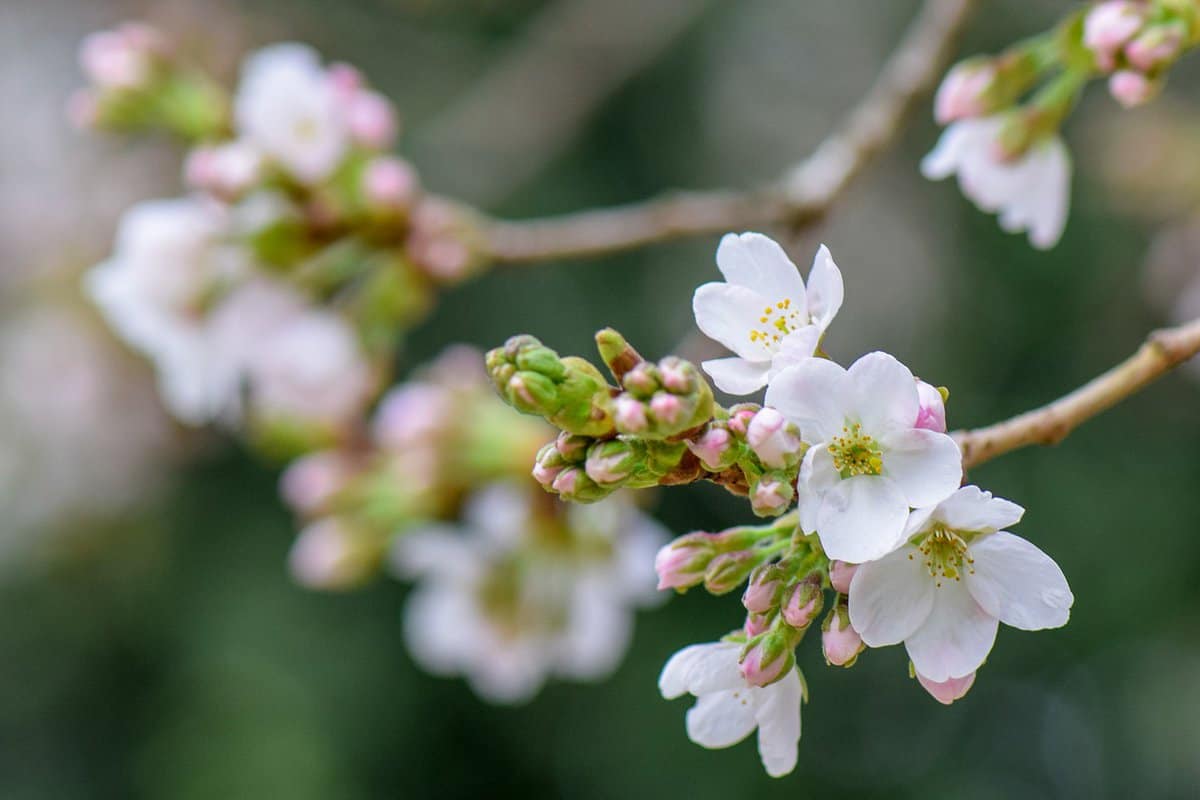 flores-beleza-primavera