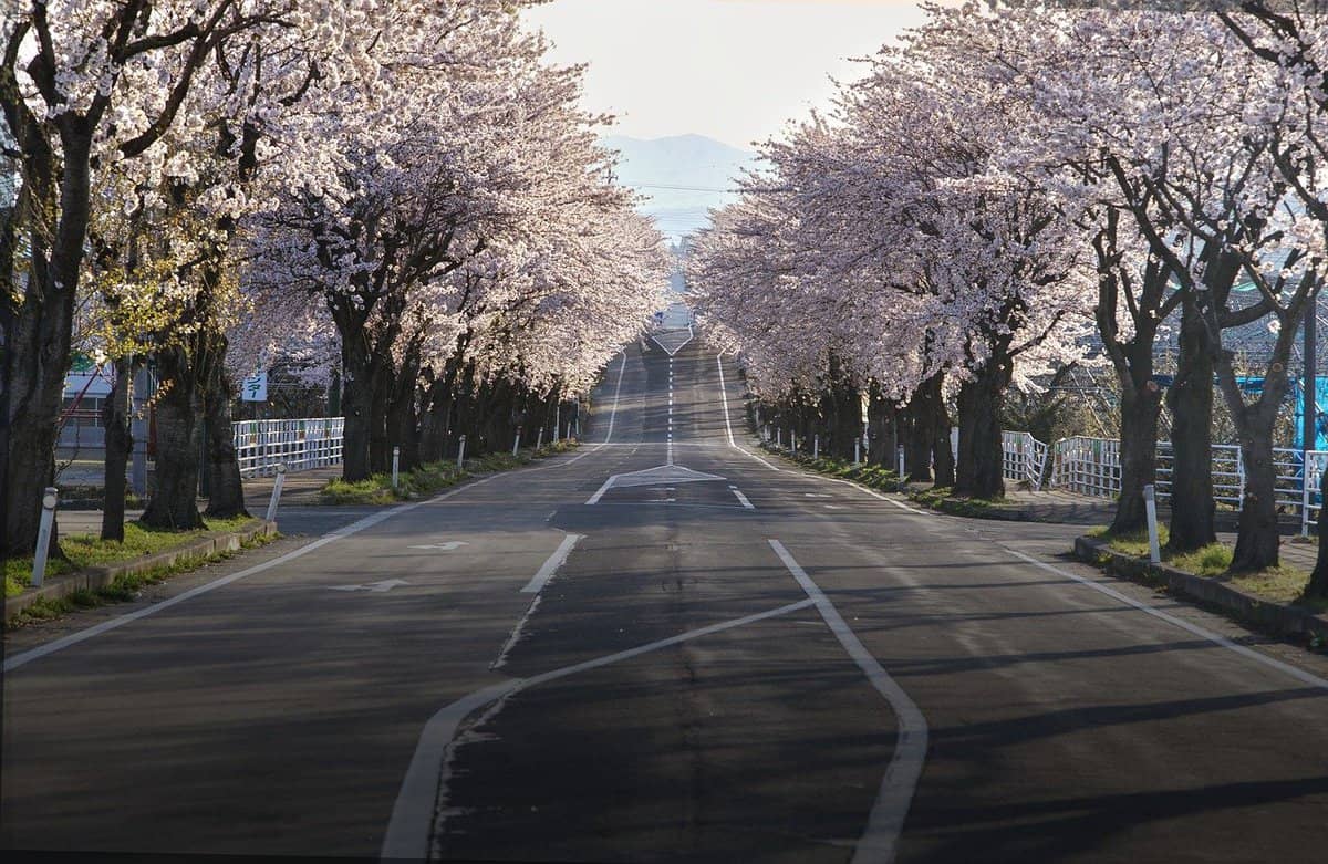 viale-alberi-autostrada