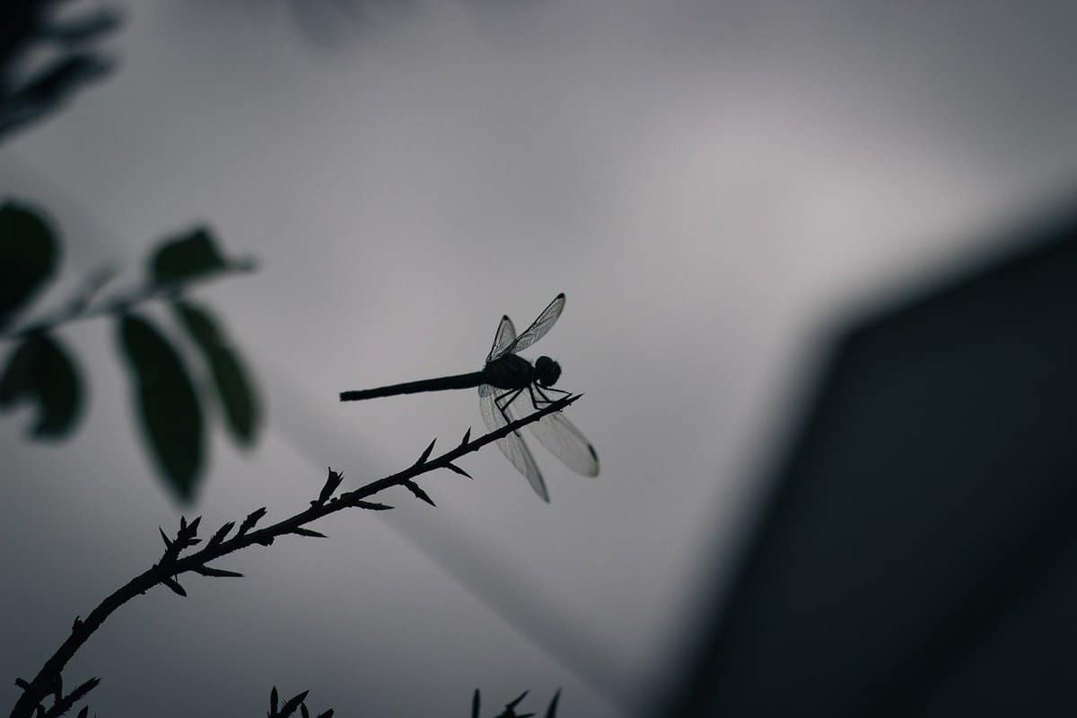 inseto-figura-dragonfly