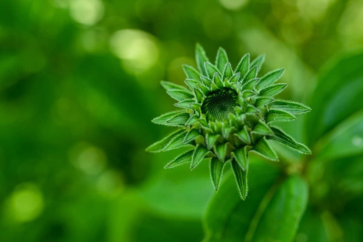 green-flower-budding