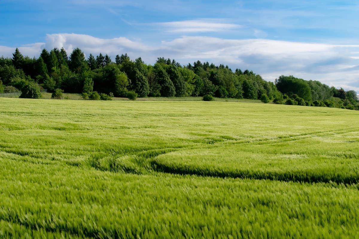 grass-growing-green