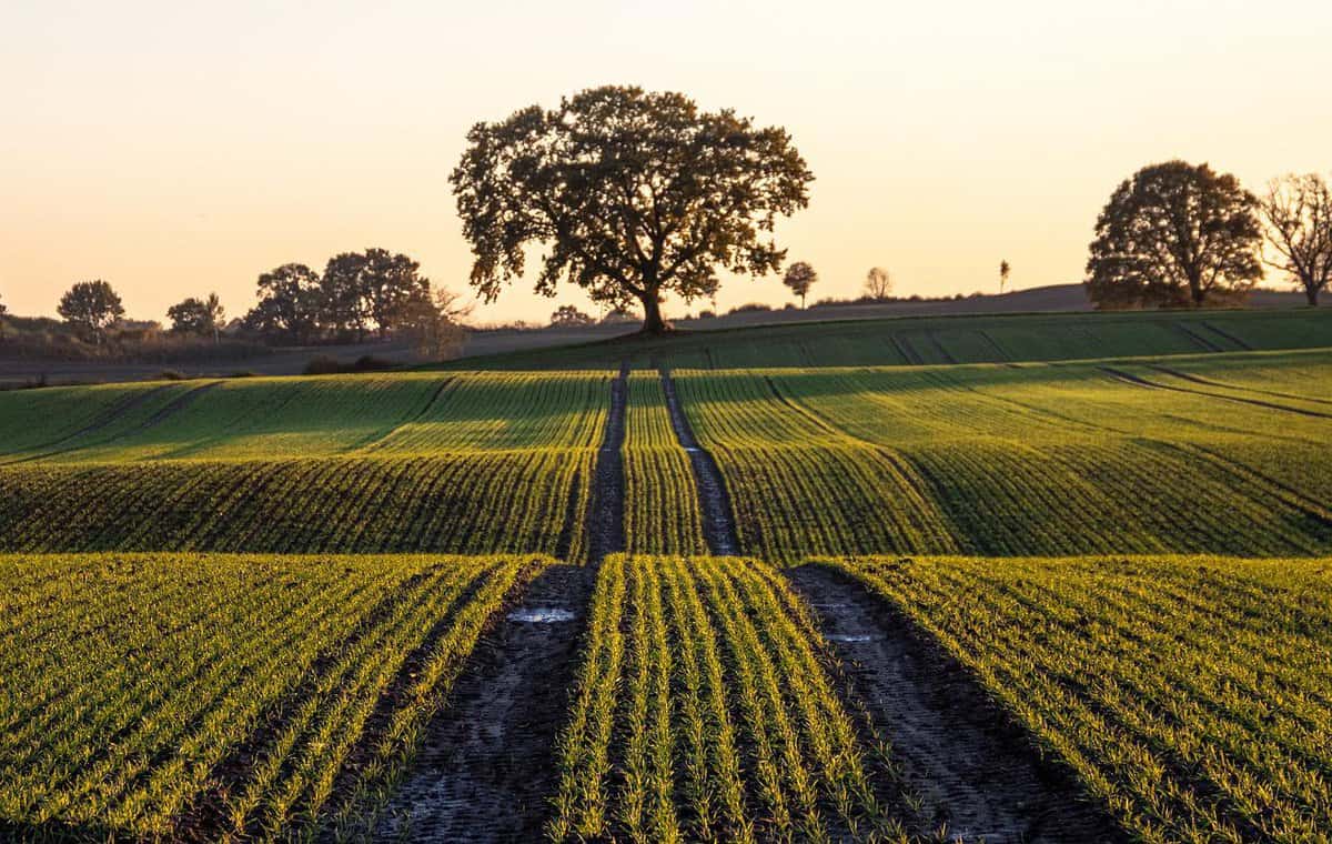 farm-agriculture-three