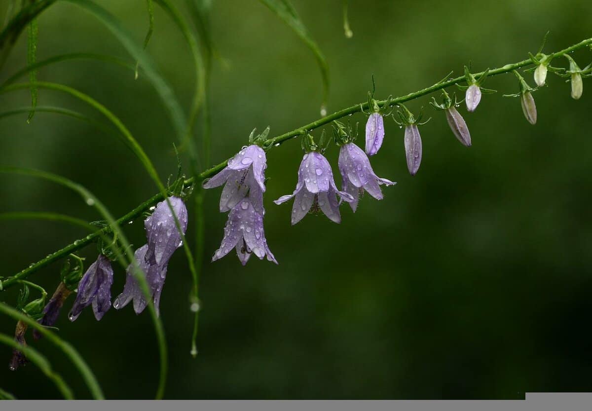 小紫花