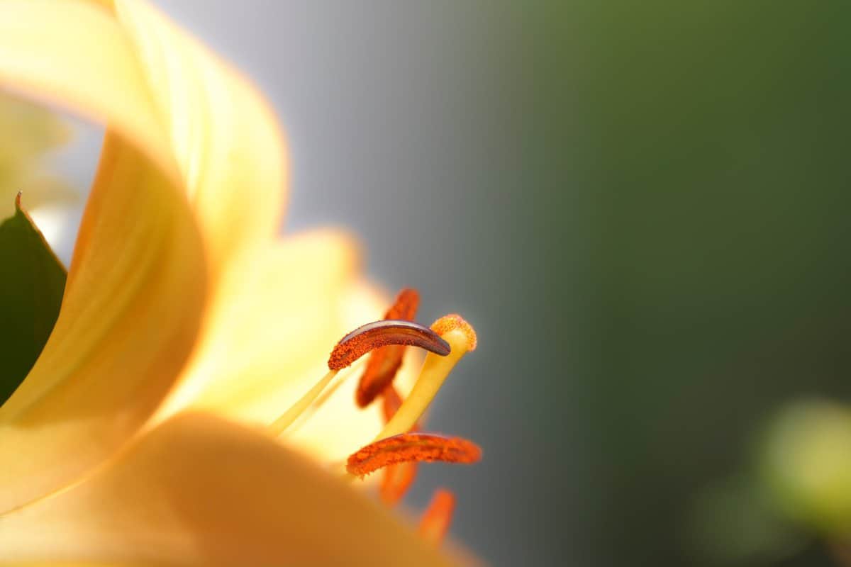 budding-beautiful-flower