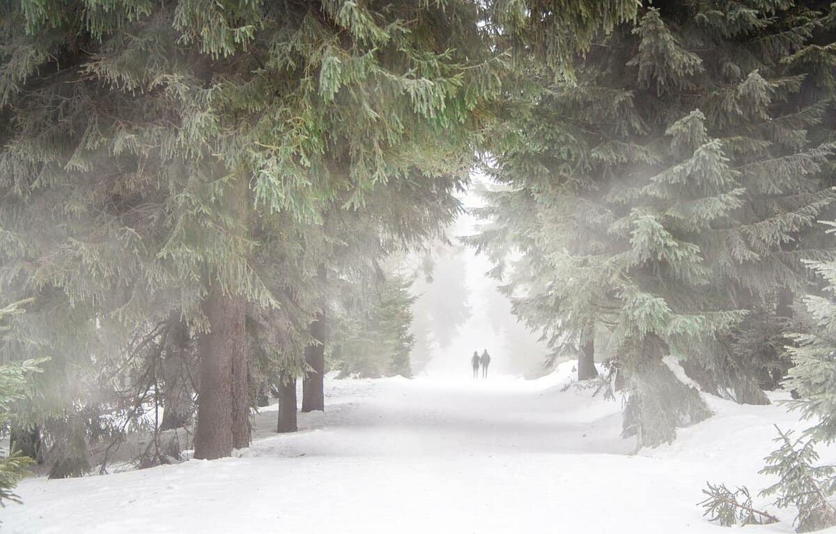 sentiero nel bosco