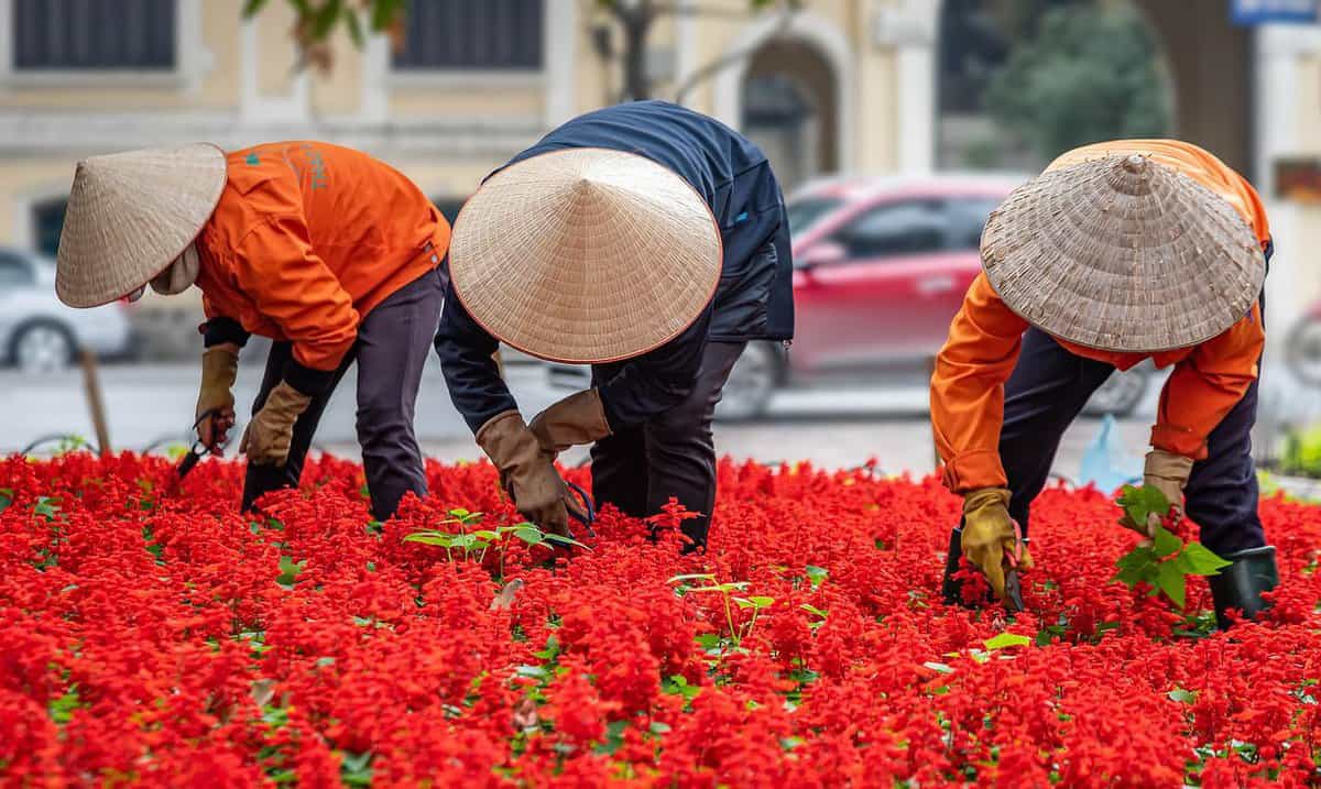 农业劳动花卉