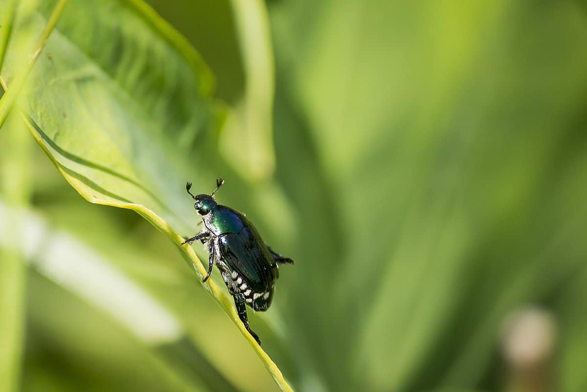 hojas verdes-bug