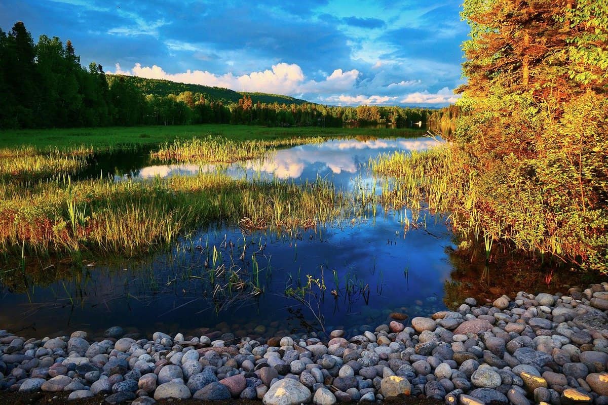 water-trees-vegetation