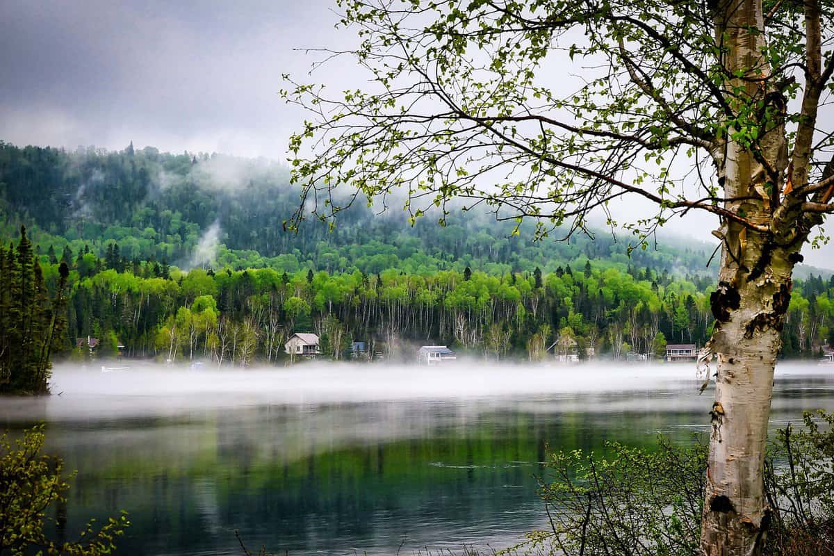 árvore de água do lago