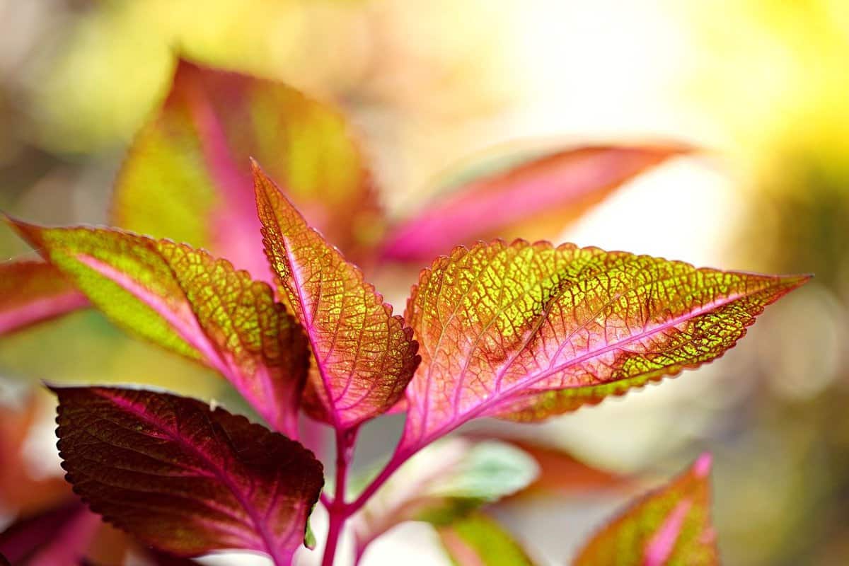 florecimiento-planta-primavera