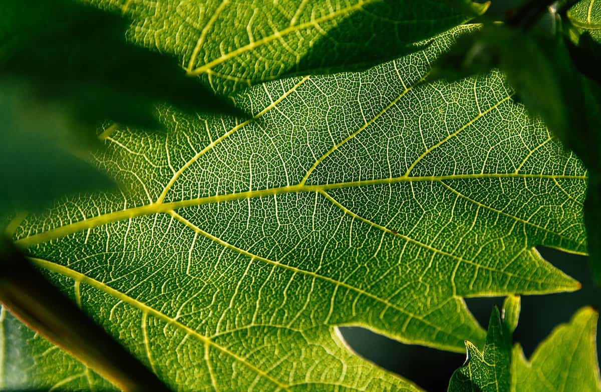 bella-foglia-verde