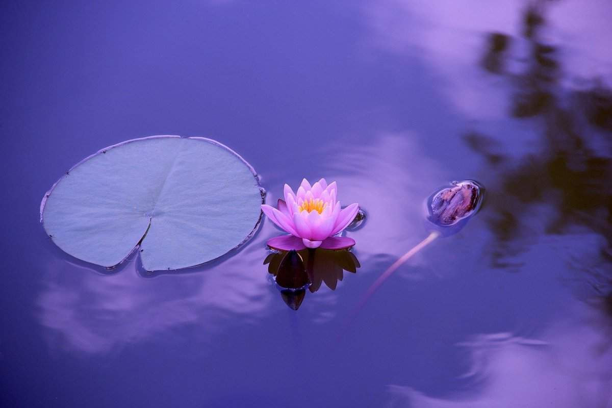 water-flowers-floating