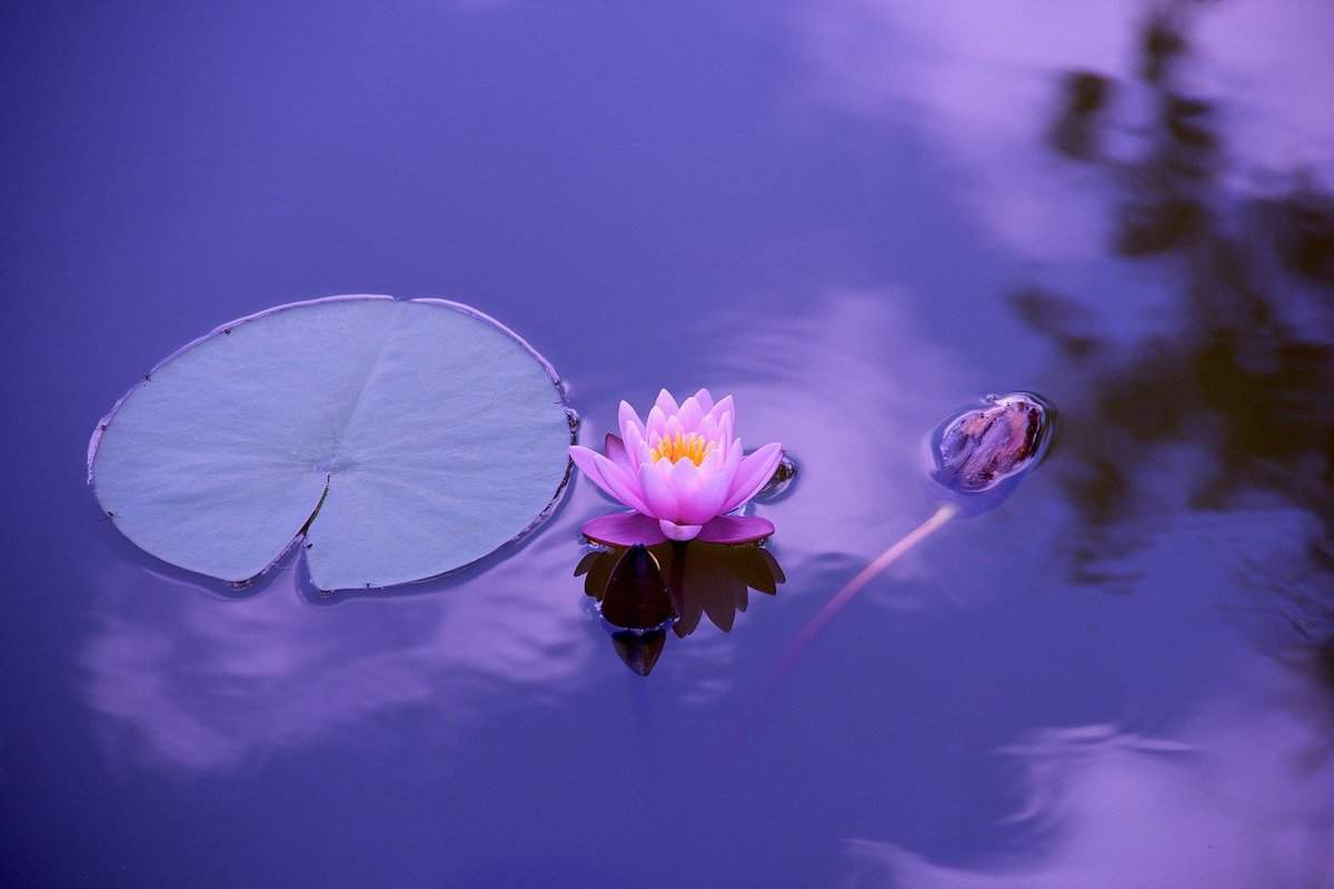 fiori d'acqua galleggianti