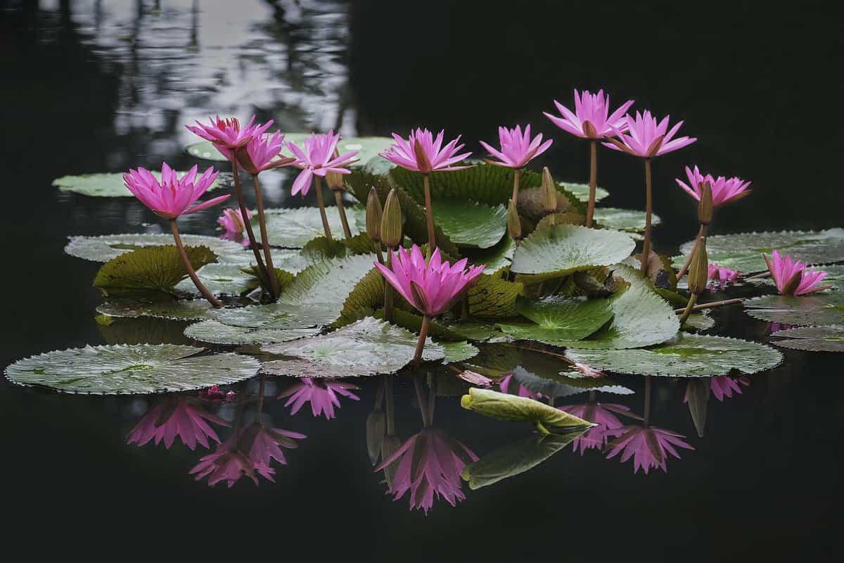 粉红小花