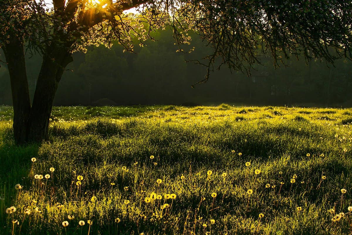 grass-growing-green