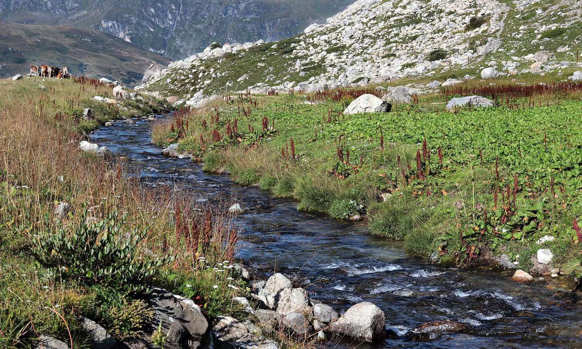 erba-fiume-paesaggio