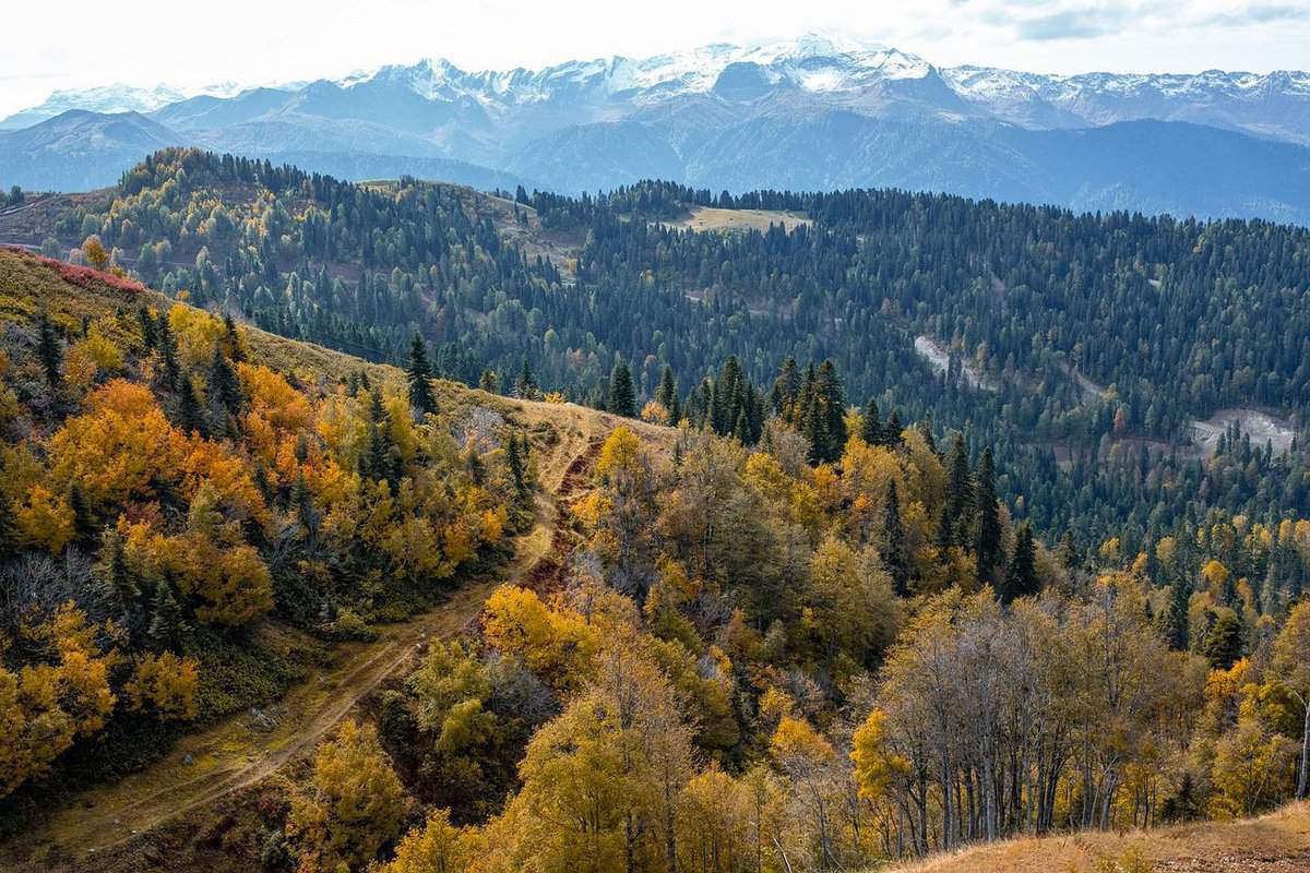 forests-landscape-sky