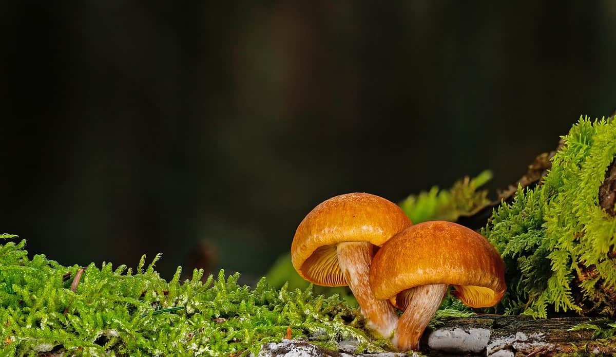 fungi-nature-moss