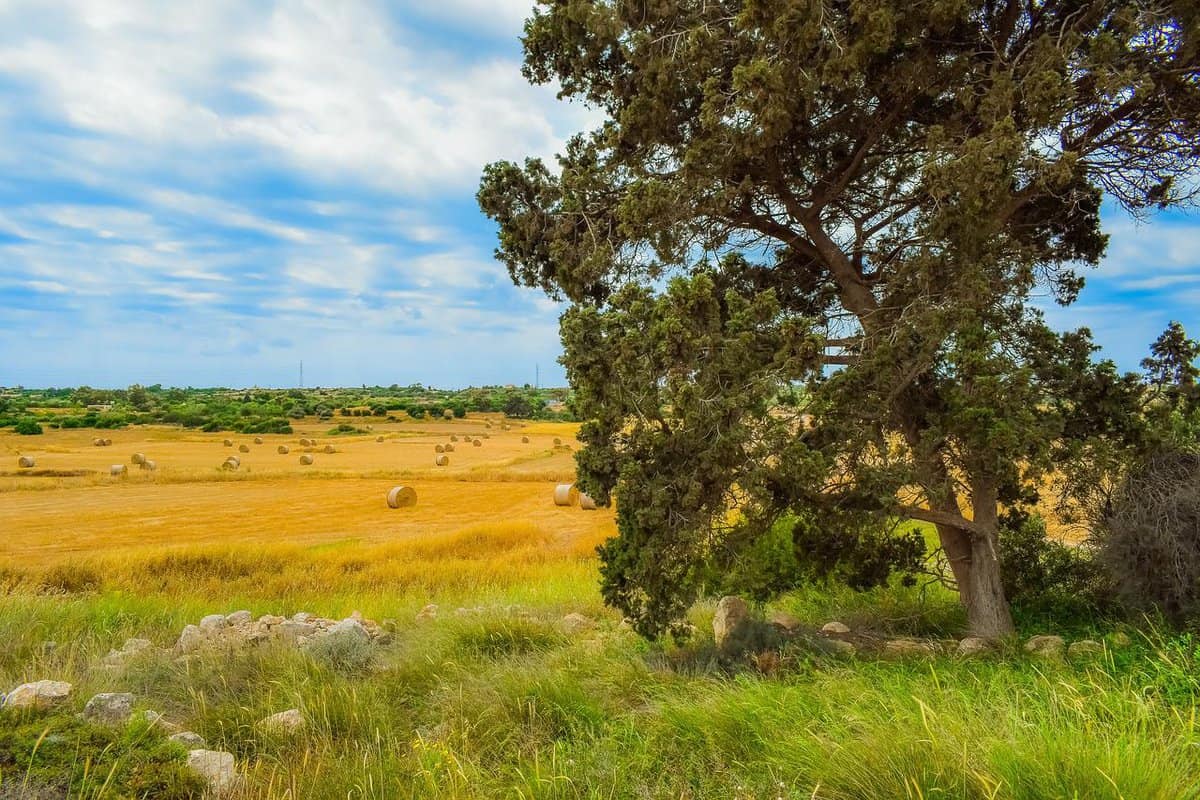 bellissimo-campo d'oro