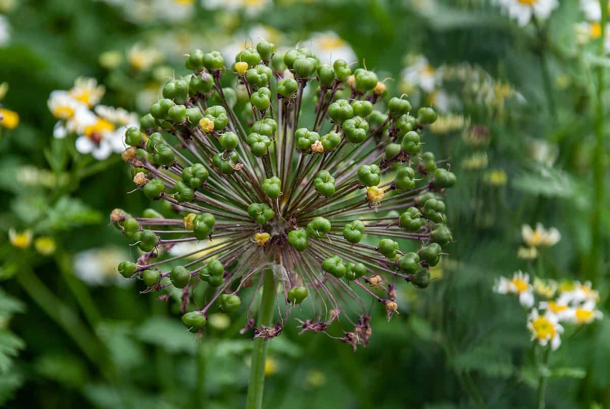 bocciolo-giovane-fiore