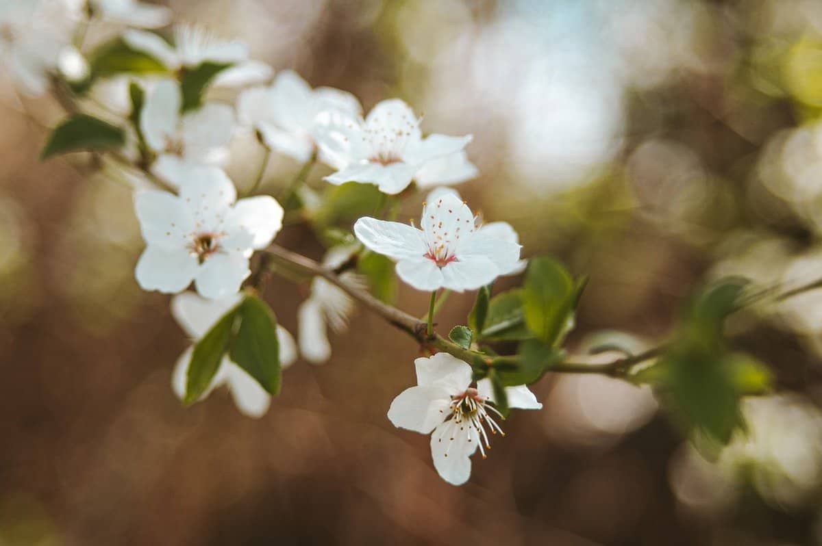 white-flowers-nature