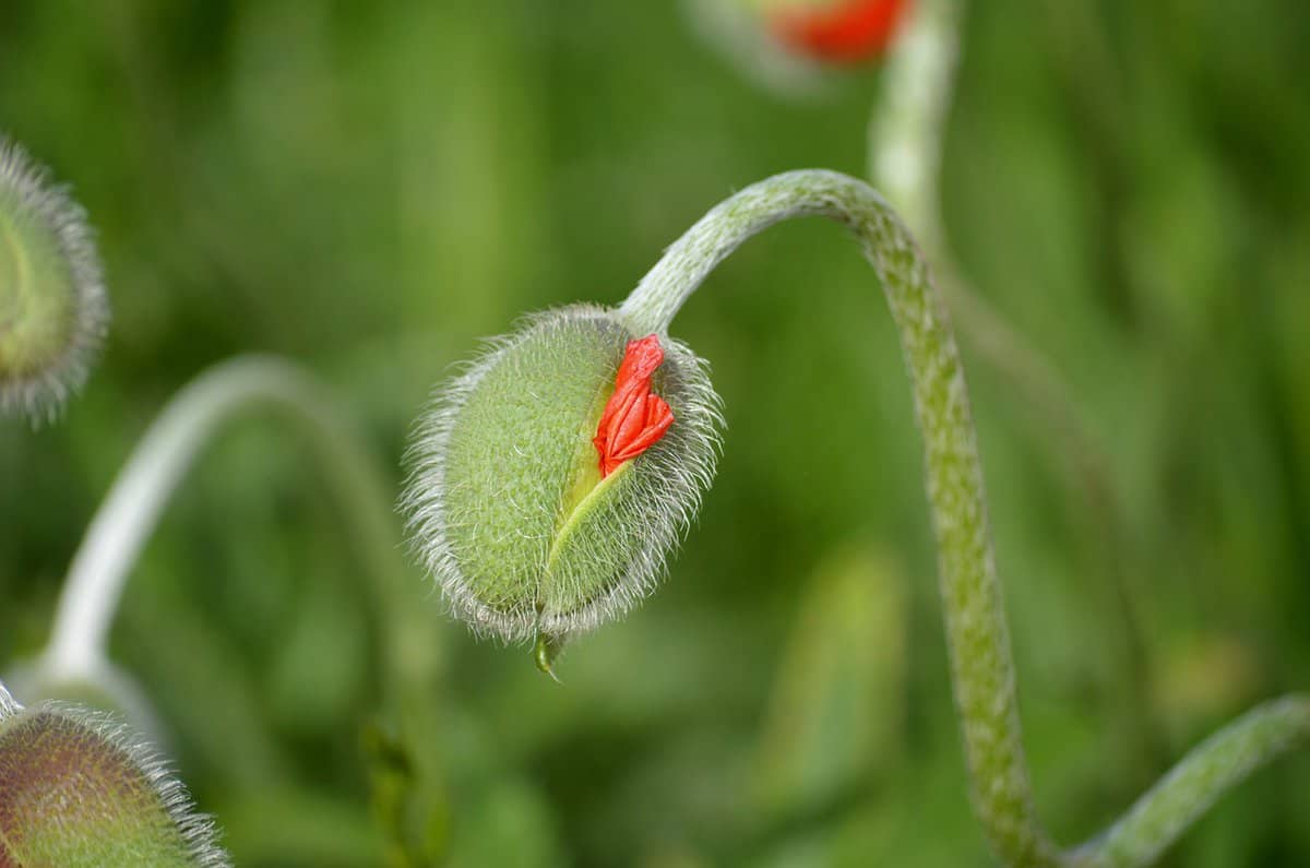 green-red-plant