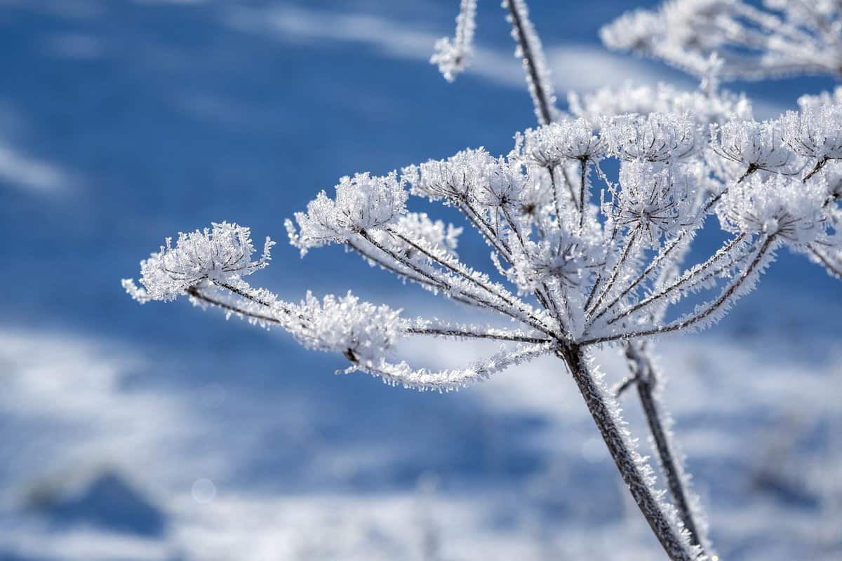 cold-withered-stalk