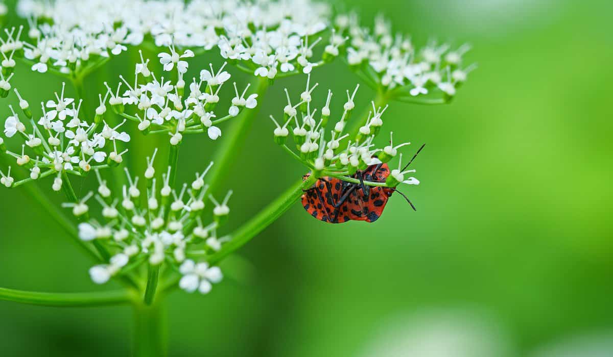 insecto-mundo-natural