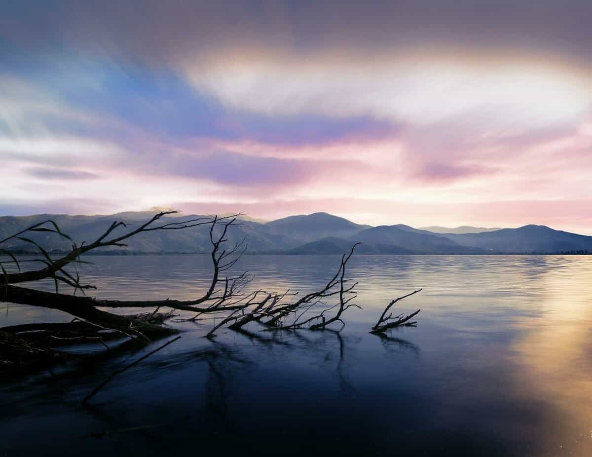 albero morto-acqua