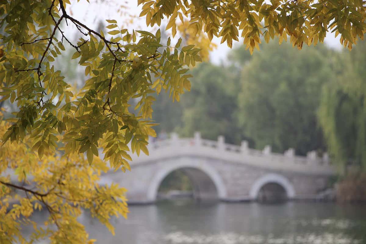 folhas de ponte de pedra