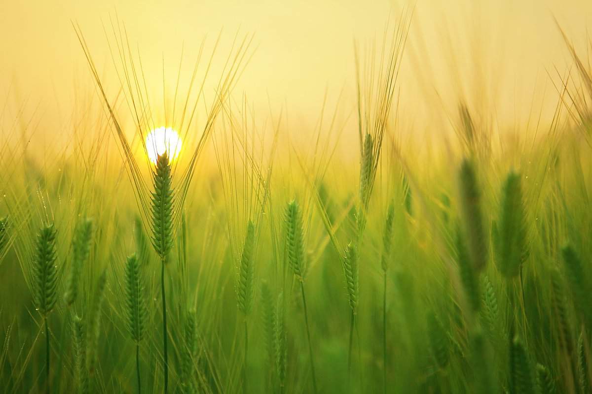 agricoltura-cereali-alimenti