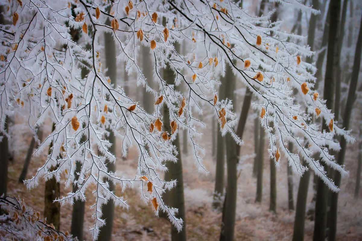 bello-bosque-invierno