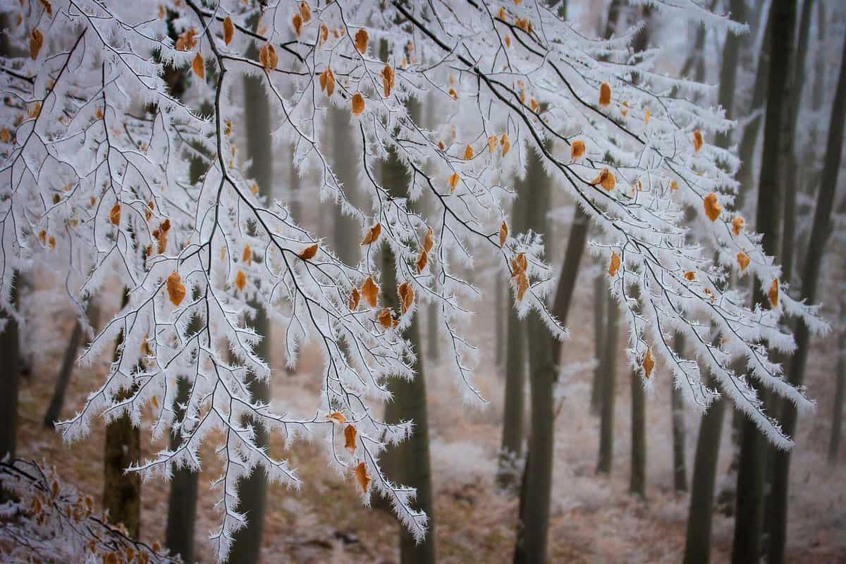 beautiful-forest-winter