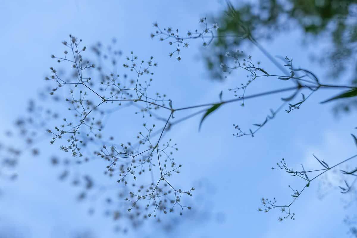 植物-花-天空