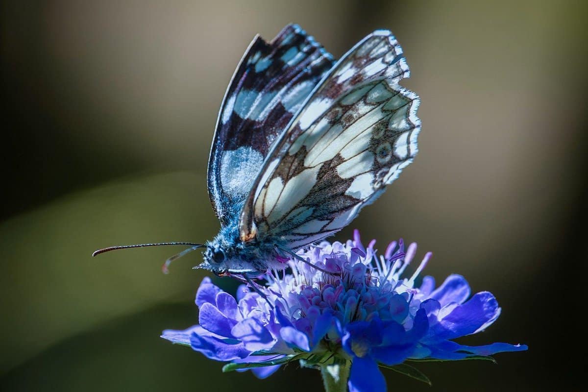 flying-bug-flower