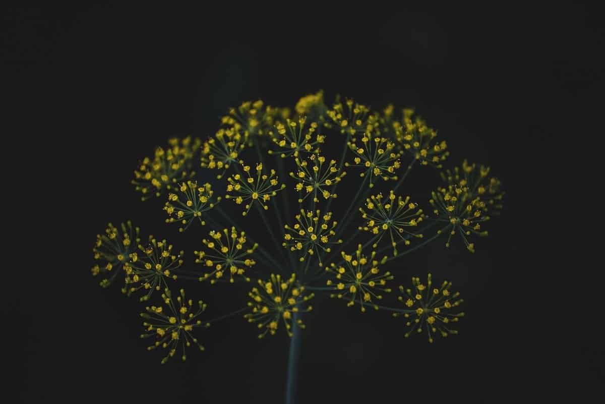 dim-picture-flower