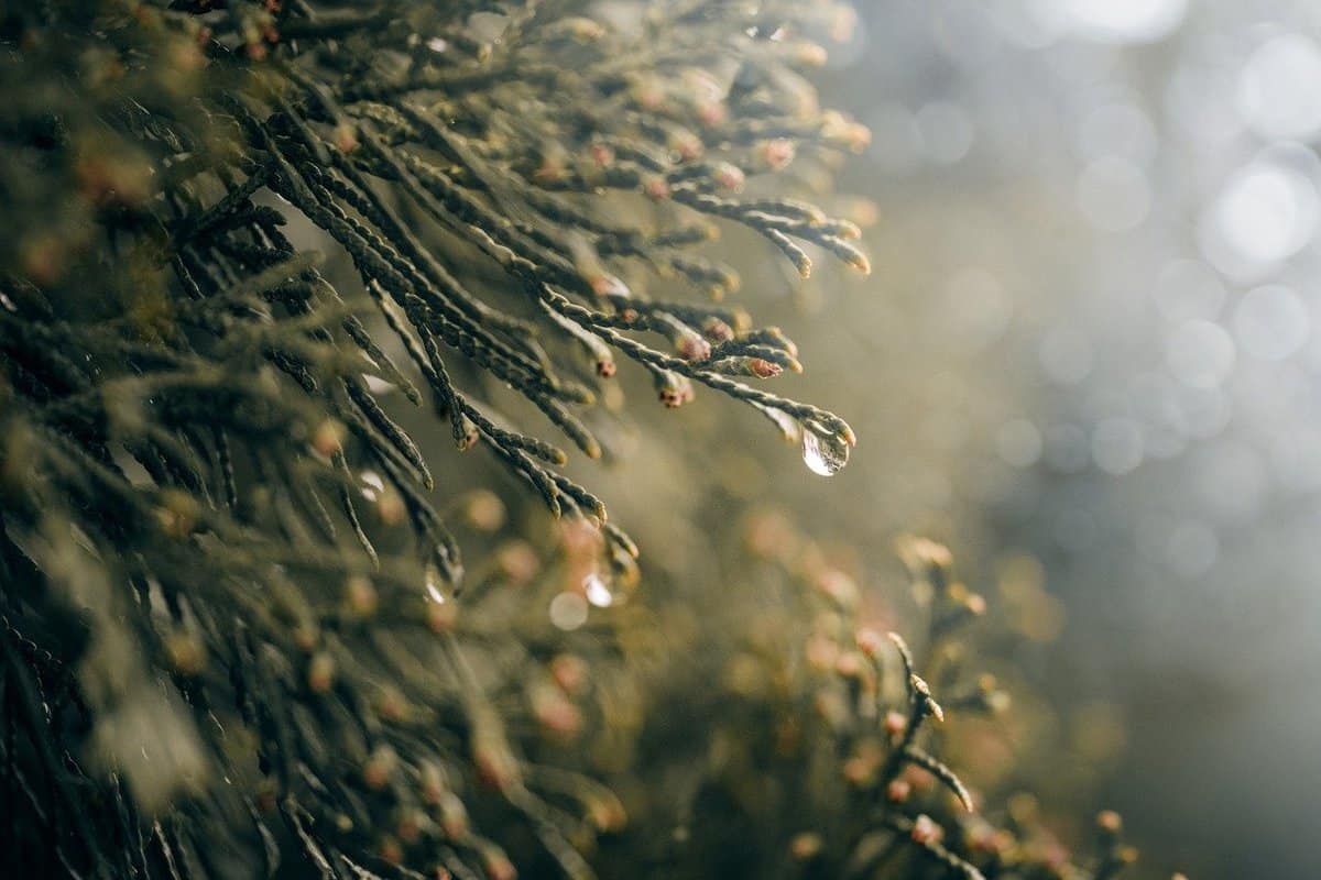 moisture-leaves-plants