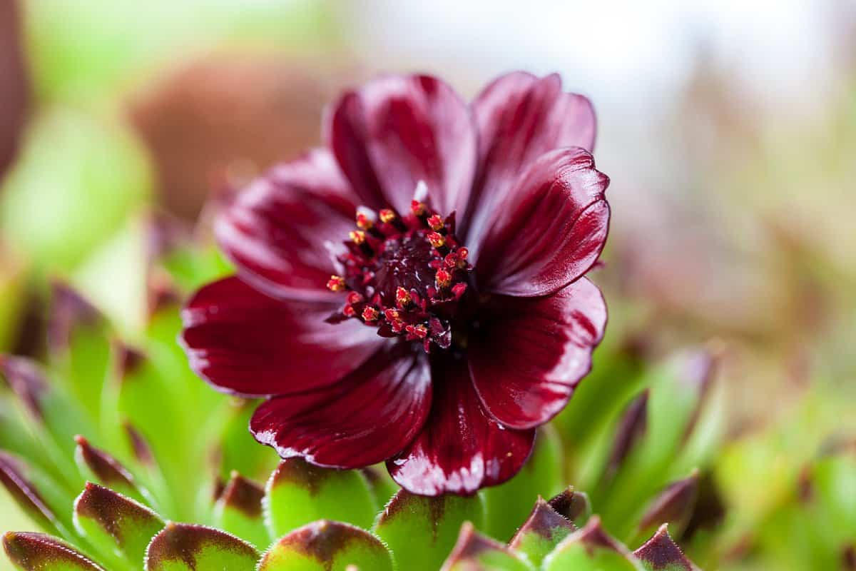 flor-vermelha-linda