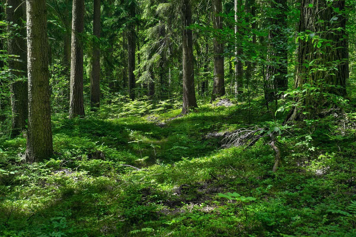 bosque de musgo verde