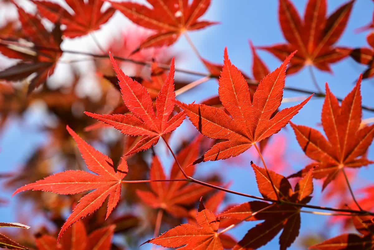 hojas-rojas-naturaleza