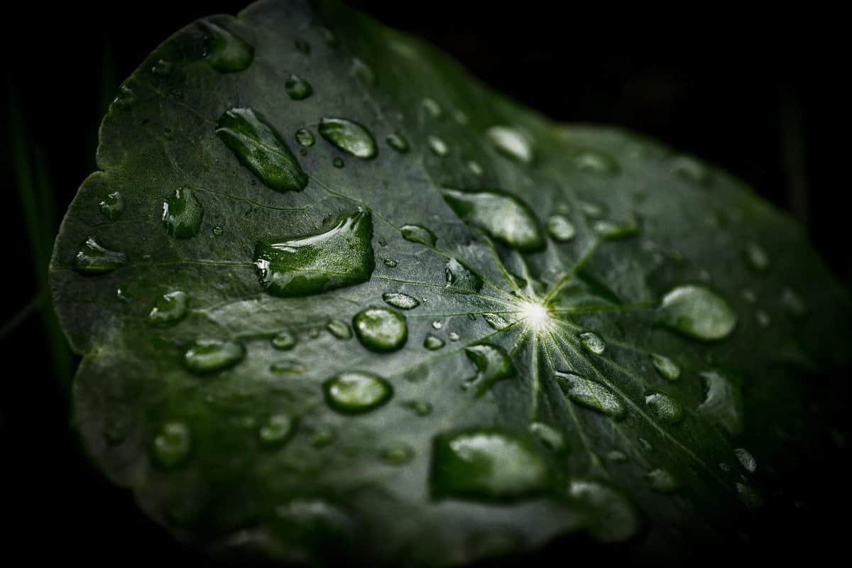 wet-green-flower