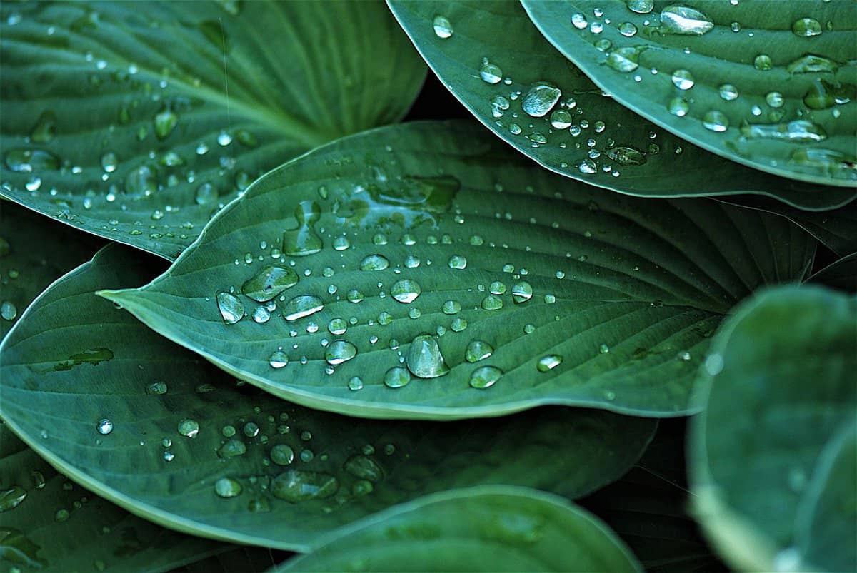 湿叶植物