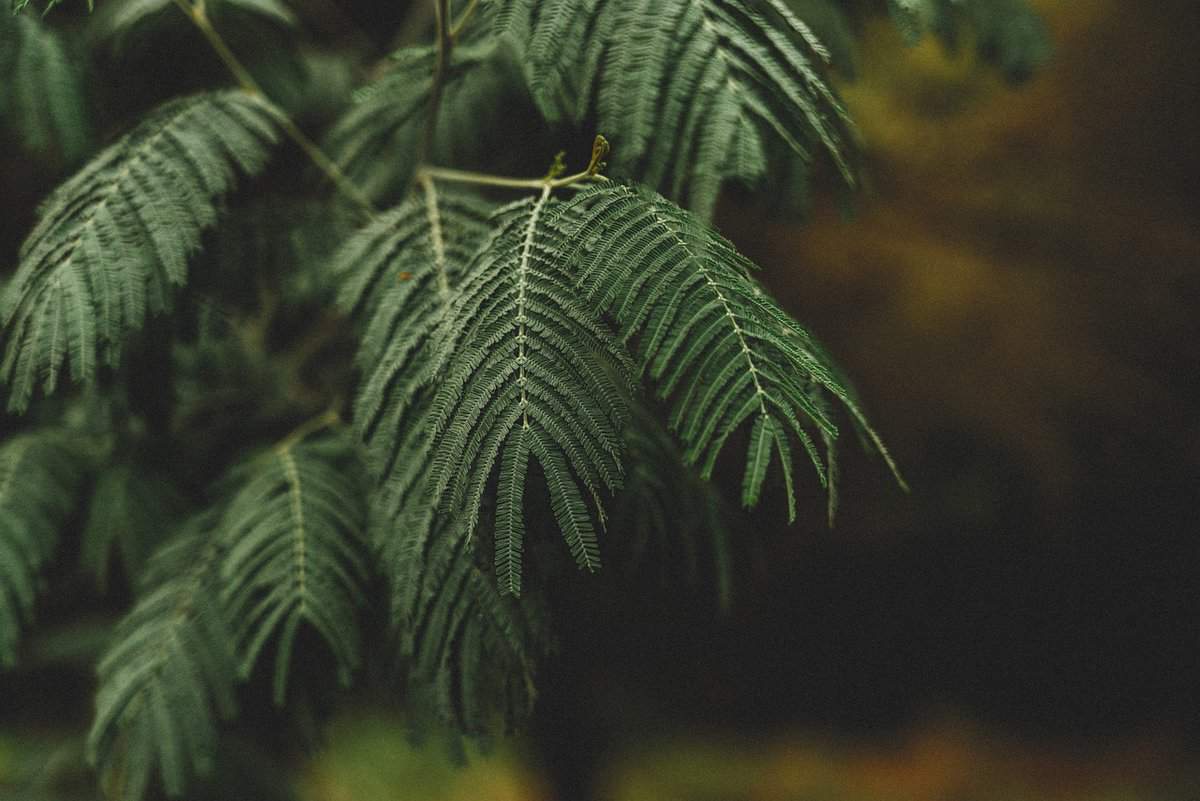 verde d'inverno-foglie di rami