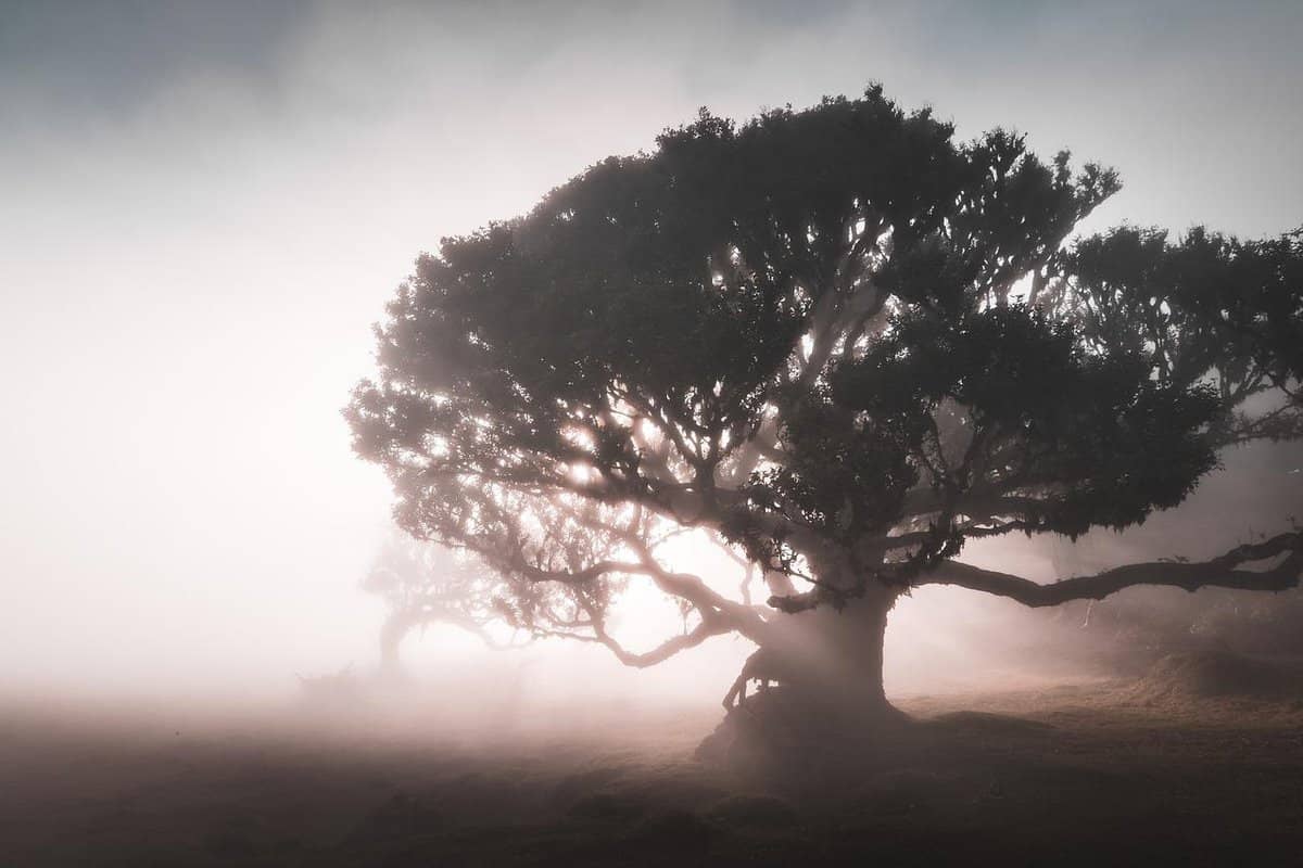 albero vecchio di nebbia