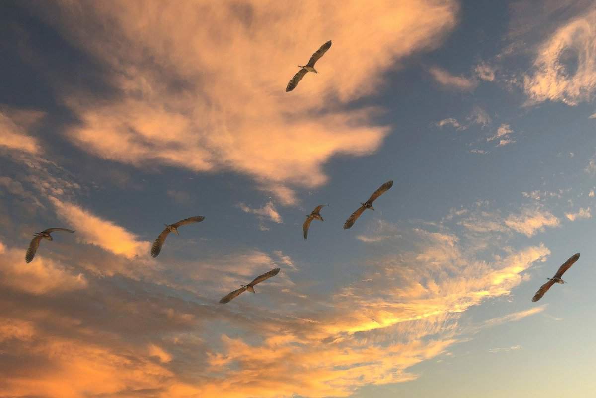 stormo di uccelli